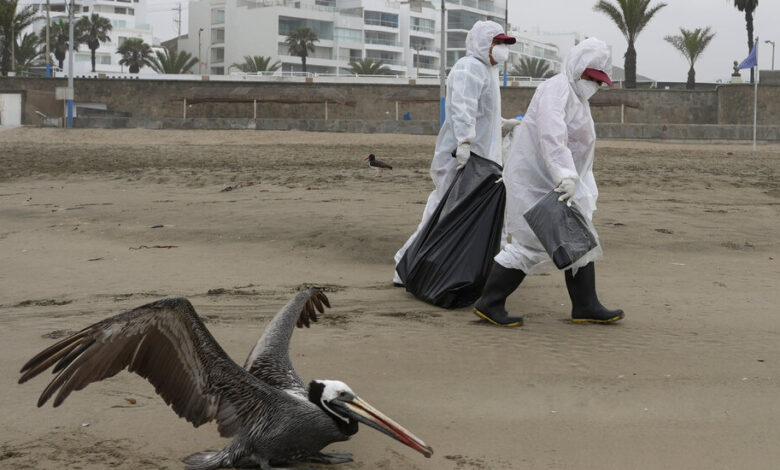 Pandemic of bird flu in humans?  Here's what it might look like.