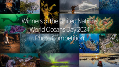 Announcing the winners of the 11th United Nations World Oceans Day photo contest