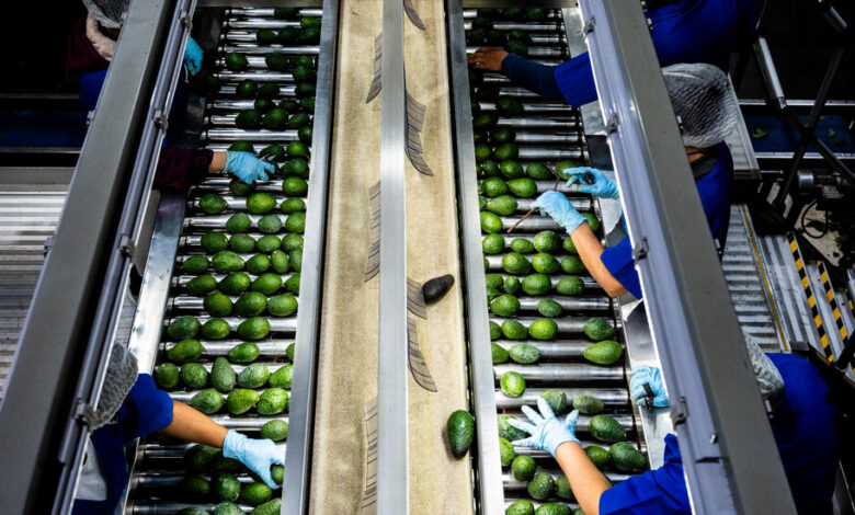 USDA suspends avocado inspections in Mexico, citing security concerns