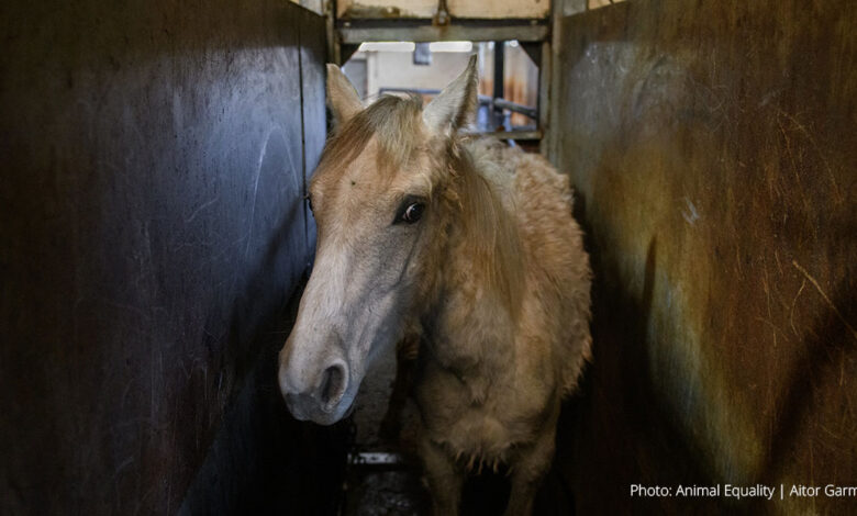 Animal Equality's groundbreaking investigation uncovers horses being beaten, slaughtered for meat in Spain