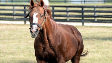 Ide Graded multiple stakes winner died of colic