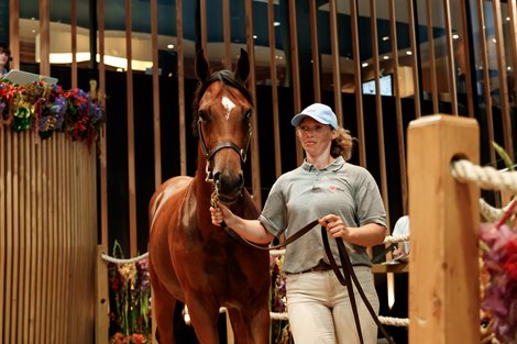 Arqana releases catalog for August sale