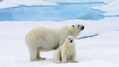 more polar bear habitat in 2022 after hottest year on record – Watts Up With That?