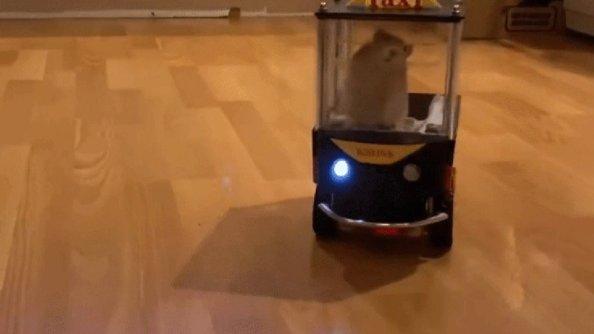 That's right, rats drive