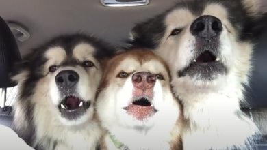 Alaskan Malamutes perform in "perfect" harmony while driving