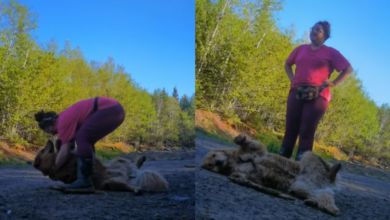 Golden Retriever Intends to Take a Nap at the Park, Refuses to Leave and Go Home Despite Every Effort