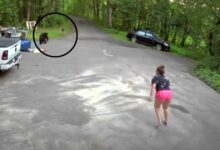 The dog was chased by an angry bear with no way out, the 'panicked' owner bravely chased after him