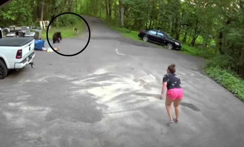 The dog was chased by an angry bear with no way out, the 'panicked' owner bravely chased after him