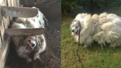 Dog locked in cage for 6 years, then gets an 'amazing' transformation and has a whole new life