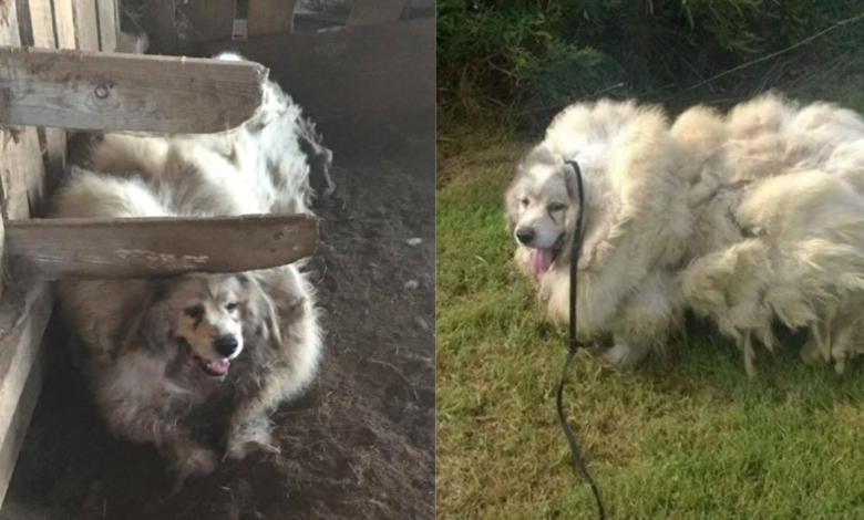 Dog locked in cage for 6 years, then gets an 'amazing' transformation and has a whole new life