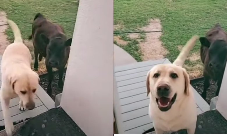 Dog brings cow home but mother decides to say 'No'
