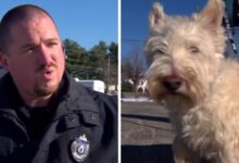 The little dog ran to the police and started barking loudly, 'begging' the police to follow him