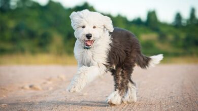 7 Crazy Things That Are Completely Normal for Old English Sheepdogs