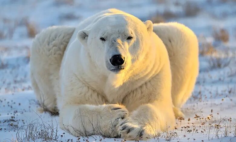 New Data Shows Svalbard Polar Bears Are Fatter Than They Were in 1993 Even though Low Sea Ice Continues - Are You Up to Speed ​​With That?