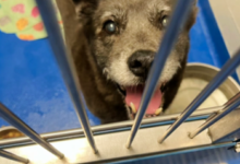 The couple abandoned their 13-year-old dog because they didn't have time for it