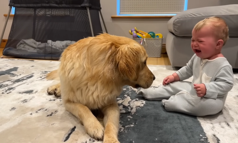 A dog's adorable 'Sorry' wins hearts after accidentally making a baby cry