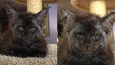 Meet the Cat With a Remarkable Human Face That's Taking the Internet by Storm