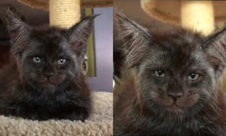 Meet the Cat With a Remarkable Human Face That's Taking the Internet by Storm