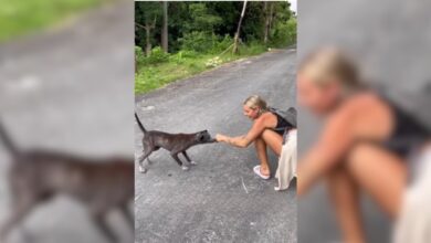 The woman was surprised to learn why the stray dog ​​kept following her for weeks