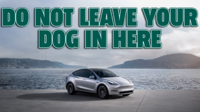Tesla's dog mode is said to be completely bankrupt