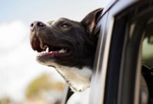 How to travel safely with your dog