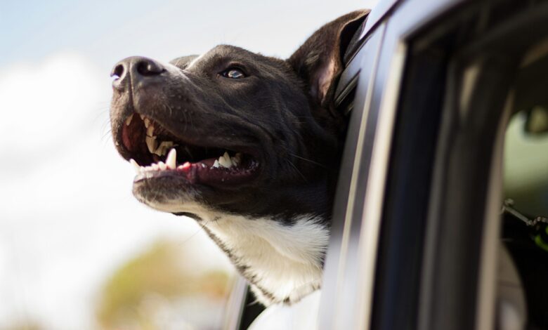How to travel safely with your dog