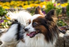 The 12 most alert and alert dog breeds