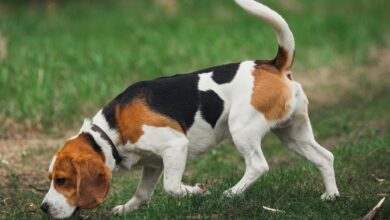 Why do some dogs have a better sense of smell than others?