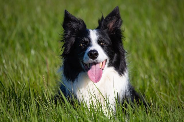 The 12 most alert and alert dog breeds