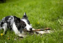7 dog breeds have surprisingly good prey-catching abilities