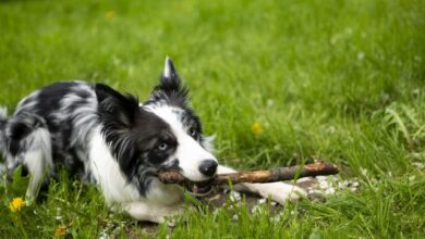 7 dog breeds have surprisingly good prey-catching abilities