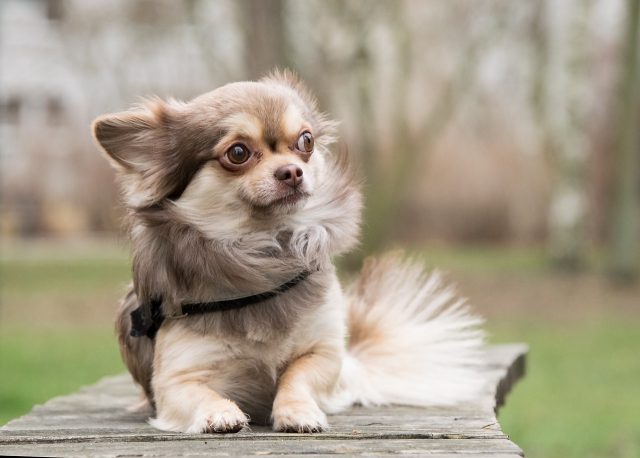 The 12 cleanest and neatest dog breeds
