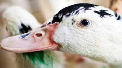 The British Labor Party bans the import of foie gras if elected