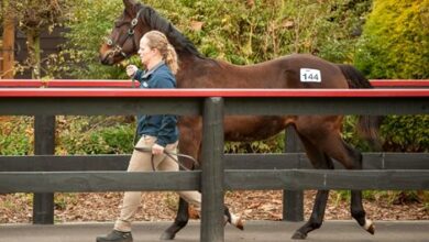 Numbers down, quality up at New Zealand's National Weaning Discount