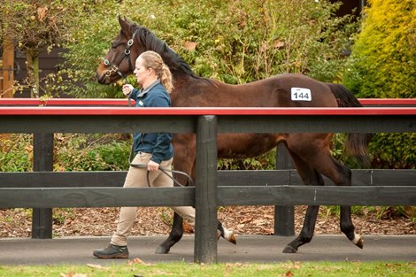 Numbers down, quality up at New Zealand's National Weaning Discount