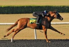 Munnings Filly leads the final day of OBS June Under Tack