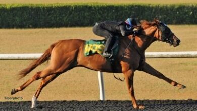 Munnings Filly leads the final day of OBS June Under Tack