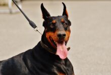 8 best family protection dog breeds