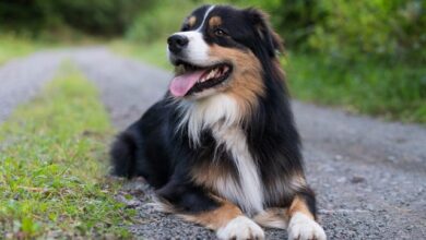 The 11 most attentive dog breeds