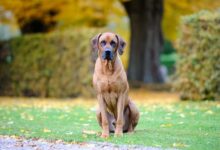 The 12 most athletic and agile dog breeds