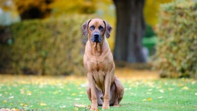 The 12 most athletic and agile dog breeds