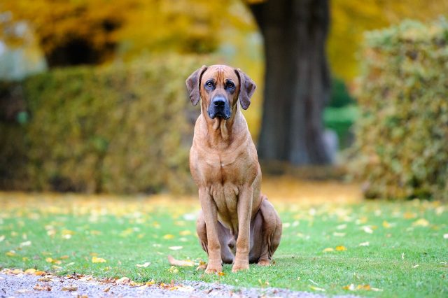 The 12 most athletic and agile dog breeds