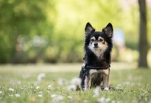 7 Extreme Dog Behaviors You Didn't Know Mean