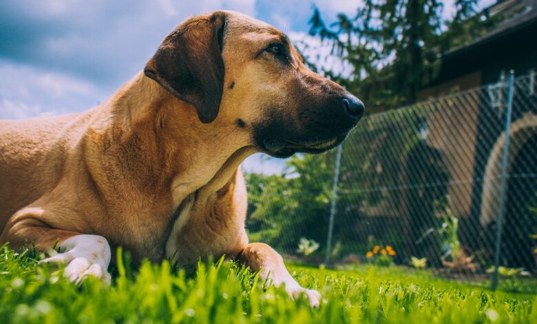 Why do dogs eat grass?