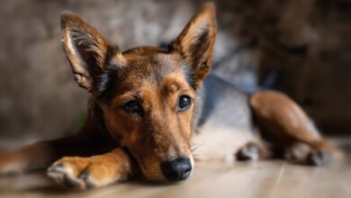 What are signs of anxiety in dogs?