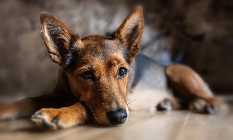 What are signs of anxiety in dogs?
