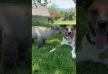 Sheep feels sad after being rejected by her mother but a dog steps in to 'adopt' her."