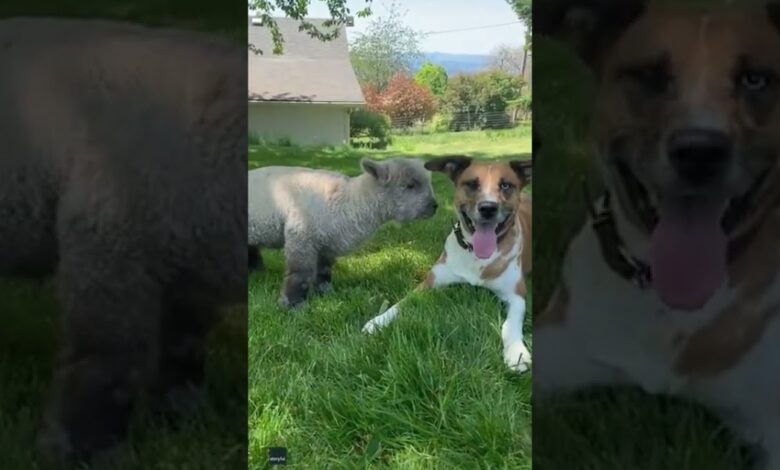 Sheep feels sad after being rejected by her mother but a dog steps in to 'adopt' her."