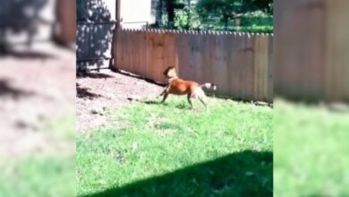 'Proud' Dad Builds Fence to Protect His Dog, Who Humorously 'Experiments'