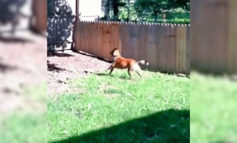 'Proud' Dad Builds Fence to Protect His Dog, Who Humorously 'Experiments'